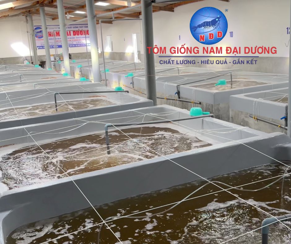 khu nuôi tôm giống công ty nam đại dương 