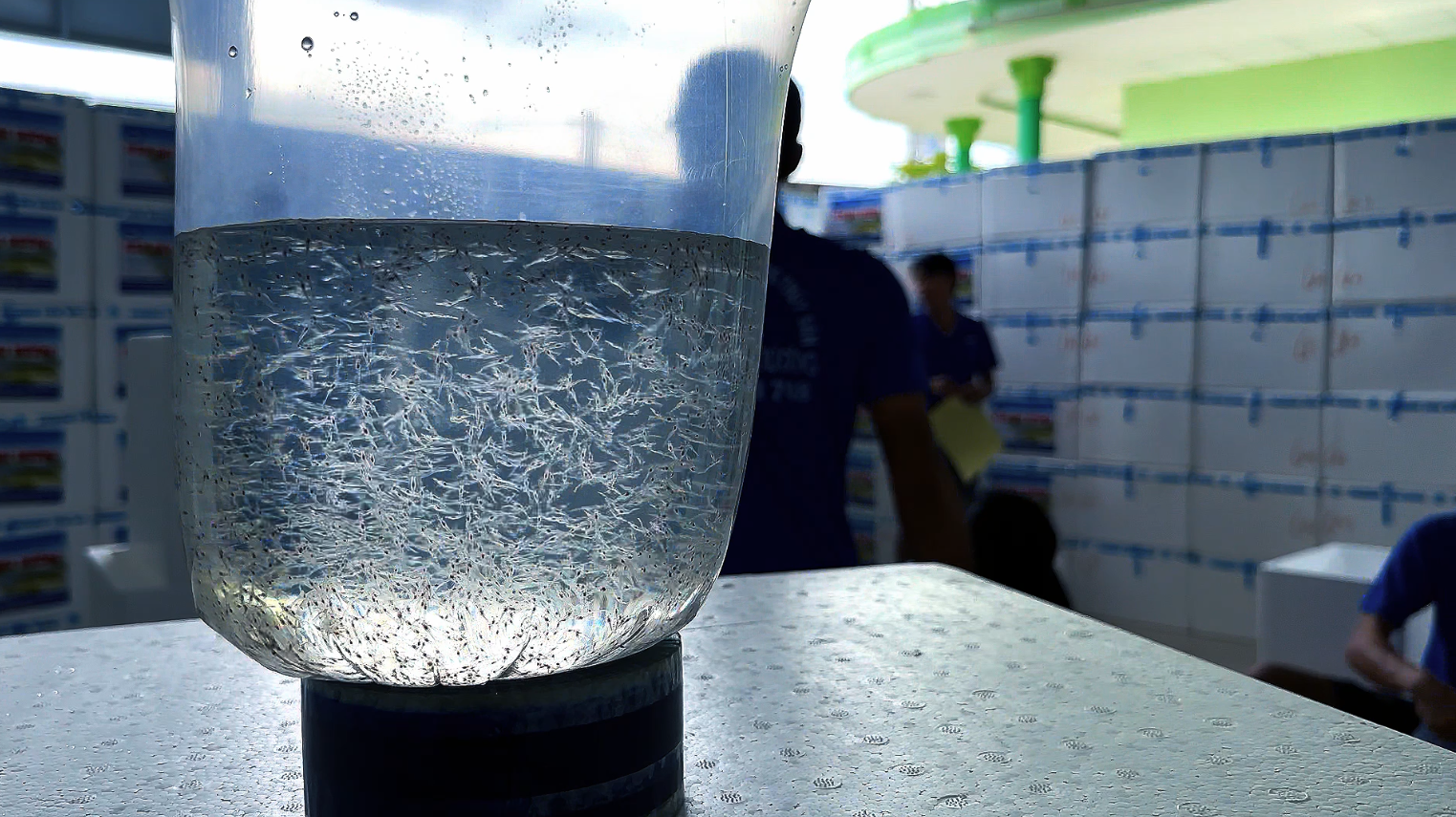 tom-giong-the-nam-dai-duong-nuoi-tot-do-man-thap