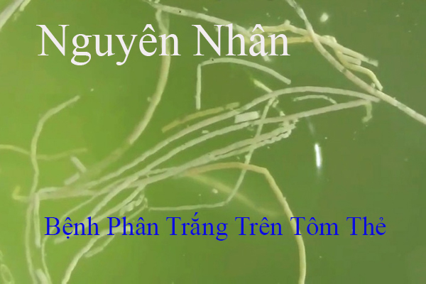 bệnh phân trắng trên tôm thẻ