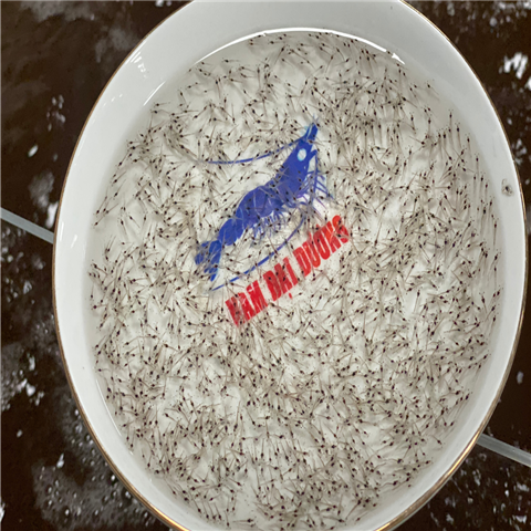 Tôm giống sạch bệnh là gì? Cách kiểm tra giống khỏe – chia sẻ từ người nuôi