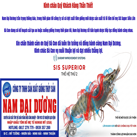 Tôm giống SIS Superior Nam Đại Dương