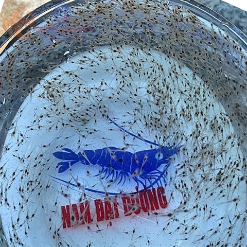 Tôm giống Nam Đại Dương – Công ty tôm giống sạch bệnh, đồng hành cùng bà con nuôi tôm Việt