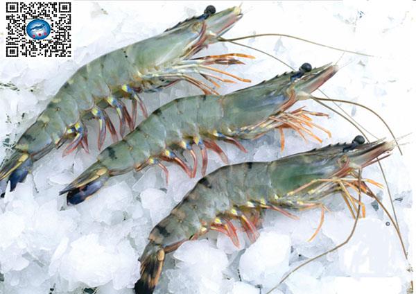 hướng dẫn Phát hiện các bệnh ở tôm sú thường gặp