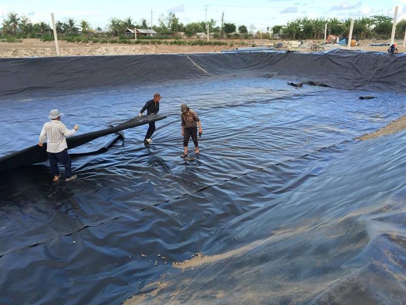 Khác biệt giữa ao tôm lót bạt và ao nuôi tôm truyền thống