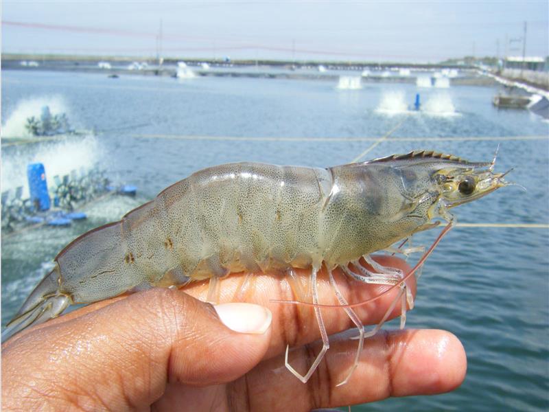 Cách tính lượng thức ăn cho tôm thẻ chân trắng