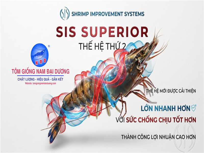 Nam Đại Dương chính thức nhập tôm bố mẹ SIS Superior