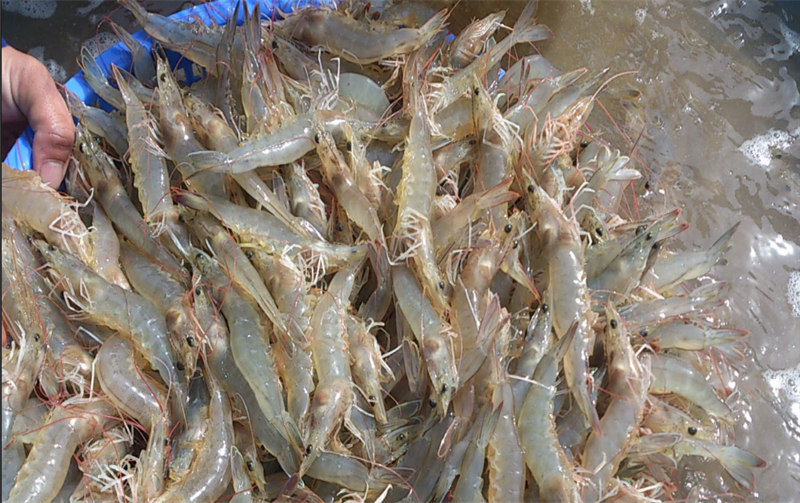 Xử lý các khí độc ao tôm