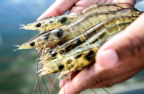 Cách quản lý Hydrogen Sulfide (H2S) trong ao nuôi tôm