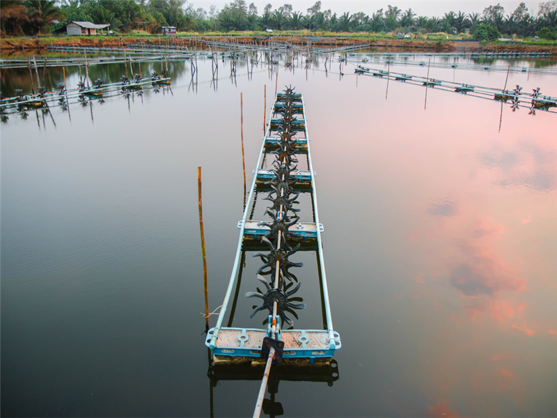 Xử lý nước trước khi thả tôm giống