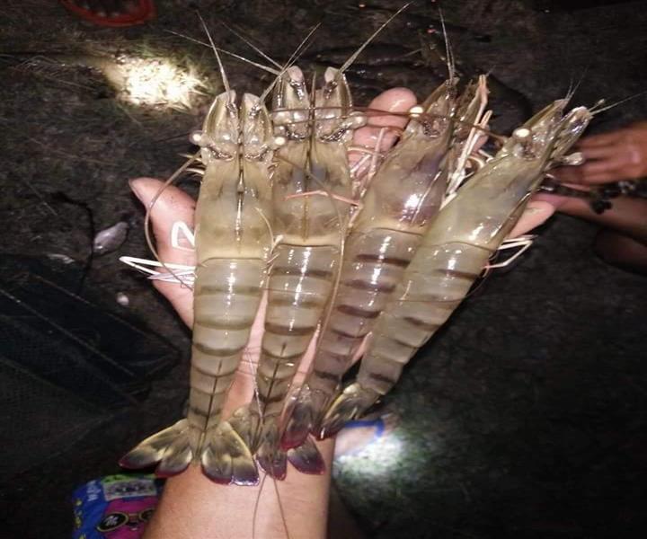 Một số giải pháp cho vụ tôm sú 2019