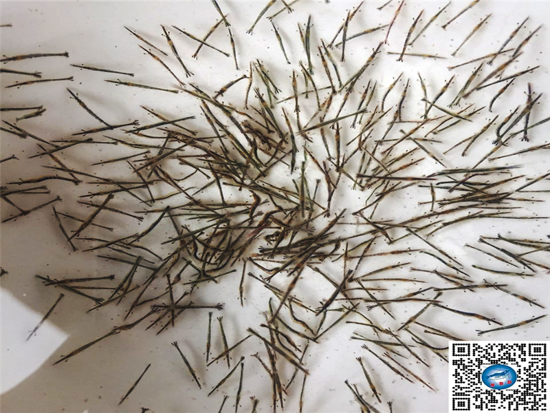 Cách chọn giống tôm sú tốt - Tôm Giống Sú Chất Lượng