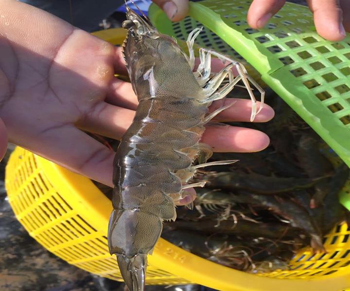 Kiểm tra chất lượng nước cấp vào ao nuôi