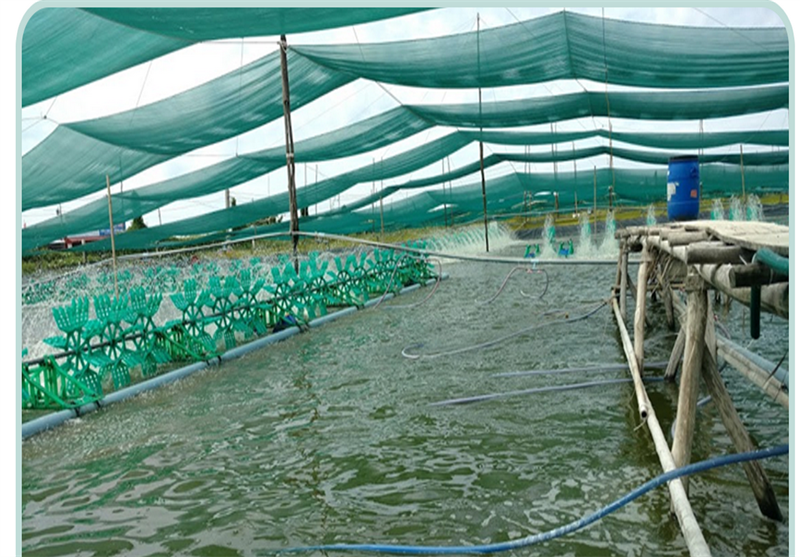 Hướng Dẫn Quản lý độ kiềm trong ao nuôi tôm