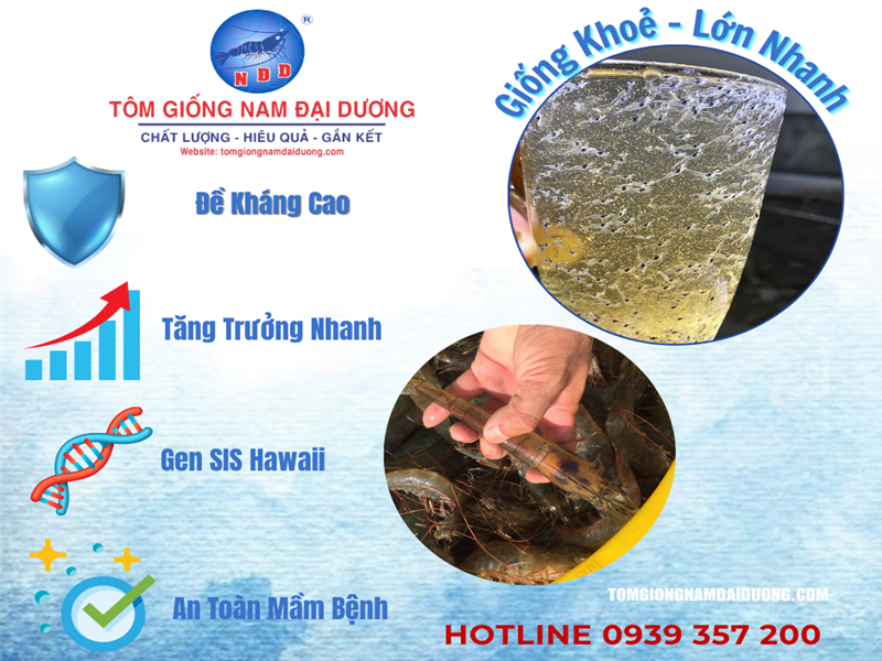 Rủi ro nuôi tôm mùa mưa – Những điều bà con cần lưu ý