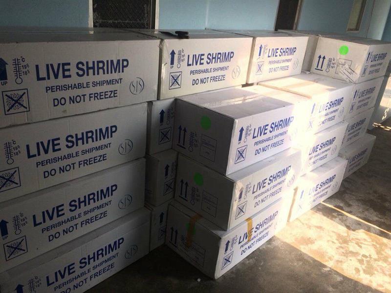 DANH SÁCH CÔNG TY NHẬP TÔM BỐ MẸ SẢN XUẤT NĂM 2019