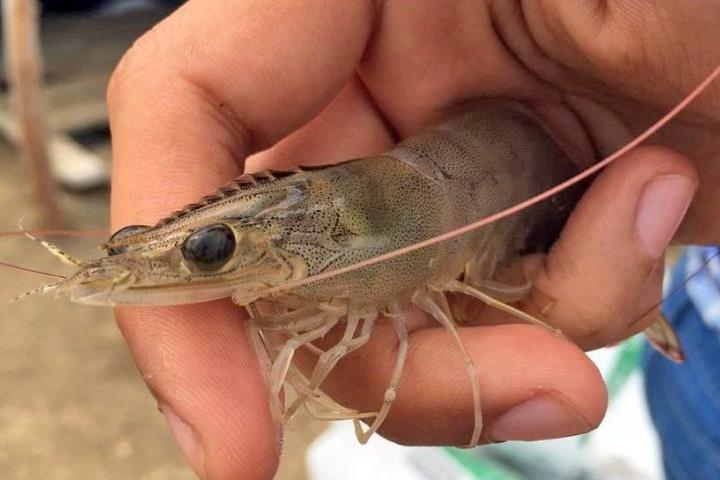 Chăm sóc đàn tôm nuôi chính vụ