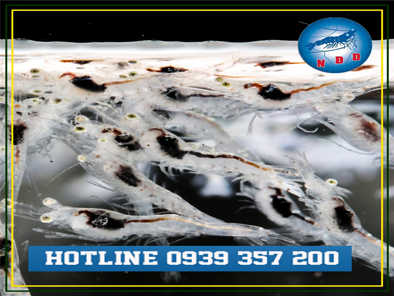 Hướng Dẫn Thả Tôm Giống Tỷ Lệ Sống Cao