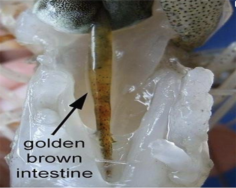 Bệnh đường ruột ở tôm thẻ chân trắng