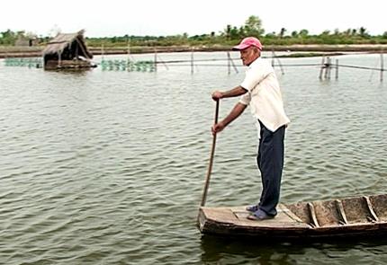 nuôi tôm quảng canh cải tiến bậc cao