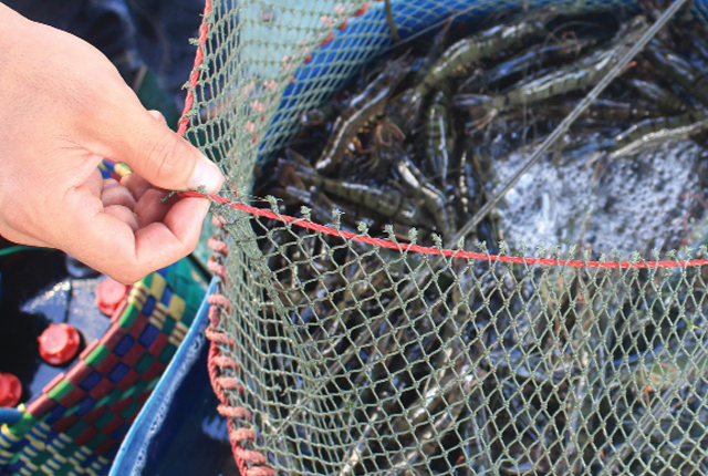 Các chỉ tiêu đánh giá chất lượng tôm giống