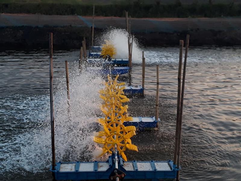 Nhận biết nuôi tôm bệnh qua quan sát