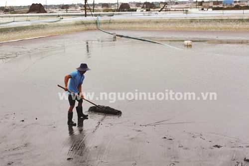 Cải tạo ao nuôi tôm bị bệnh phân trắng cho vụ sau