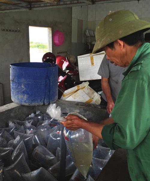 Kỹ thuật zèo giống trước khi thả nuôi