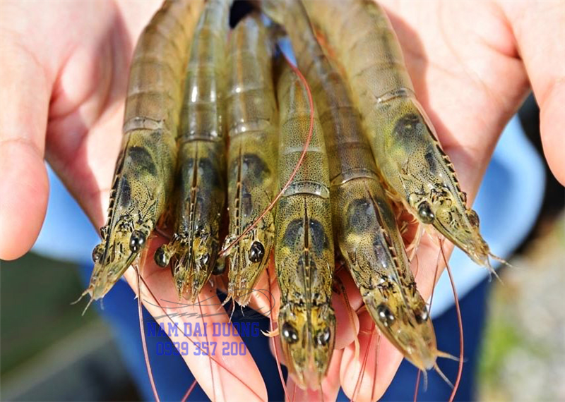 Hướng Dẫn Chọn giống tôm đúng cách đem lại nhiều thuận lợi cho người nuôi