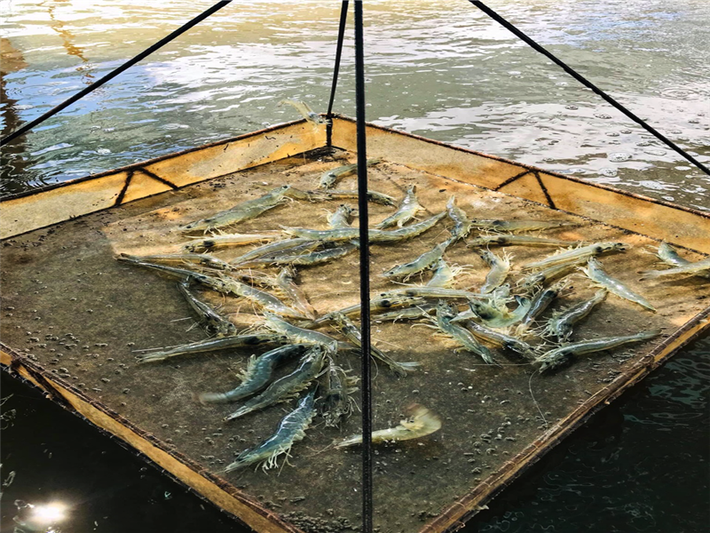 Yếu tố giảm nguy cơ nhiễm bệnh đốm trắng trên tôm nuôi