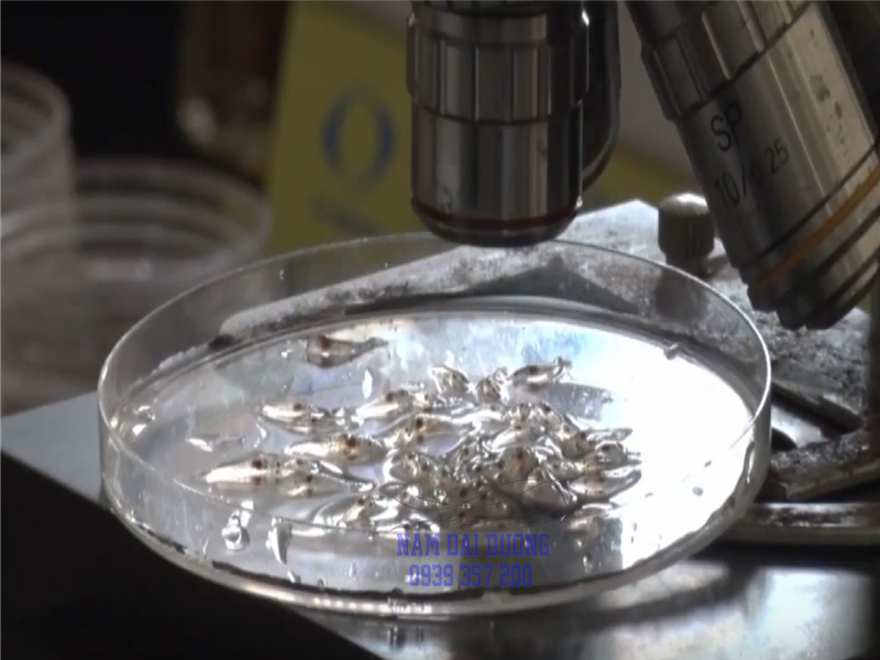 Hướng Dẫn  Các Tiêu Chí Chọn Giống