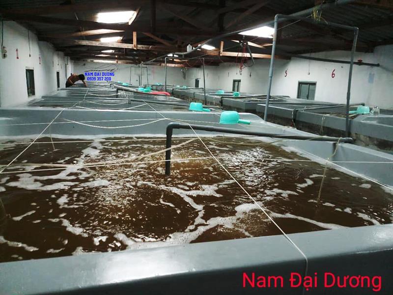 Hướng Dẫn Cách lựa chọn giống tôm thẻ chân trắng tốc độ tăng trưởng cao