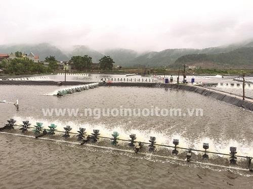 Lắp quạt (guồng) trong ao nuôi tôm như thế nào là hợp lý?