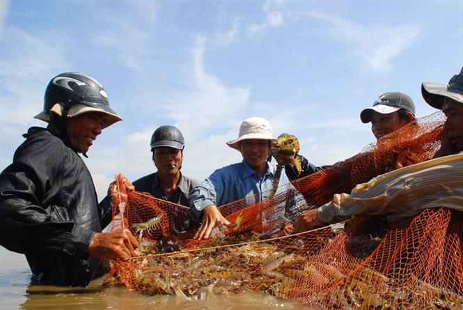 Đi tìm giá thành tôm nuôi Việt 2019