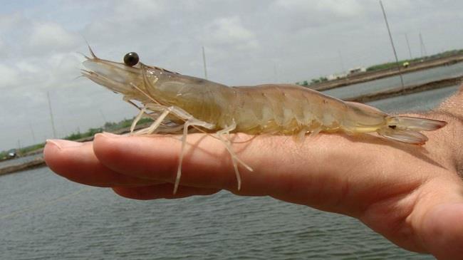 Stress pH: Những ảnh hưởng đến chức năng đường ruột ở tôm