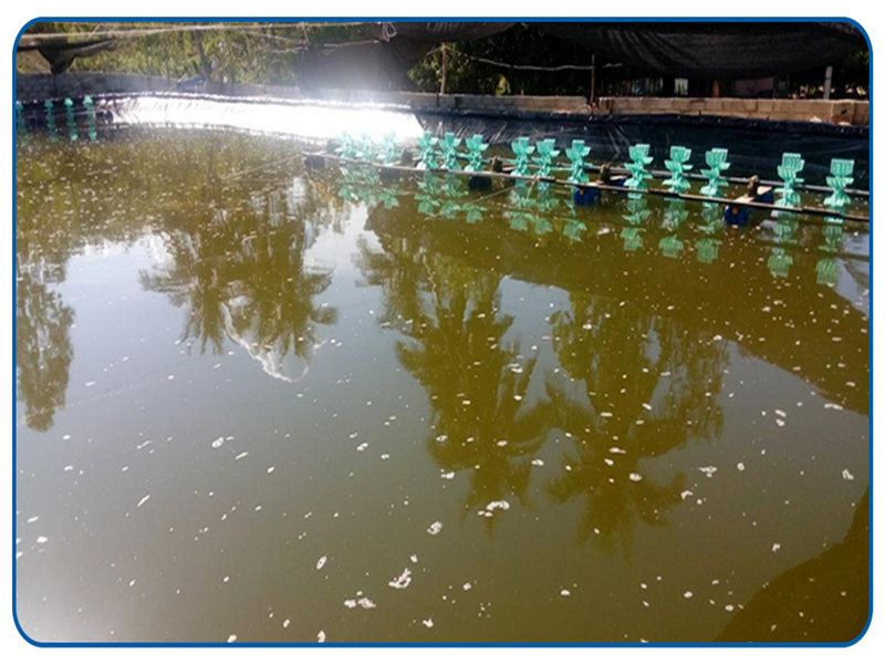 Hướng Dẫn Gây màu nước trong ao nuôi tôm