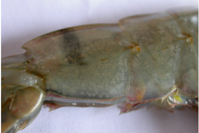 CÁC TRƯỜNG HỢP BỆNH ĐỐM TRẮNG TRÊN TÔM NUÔI