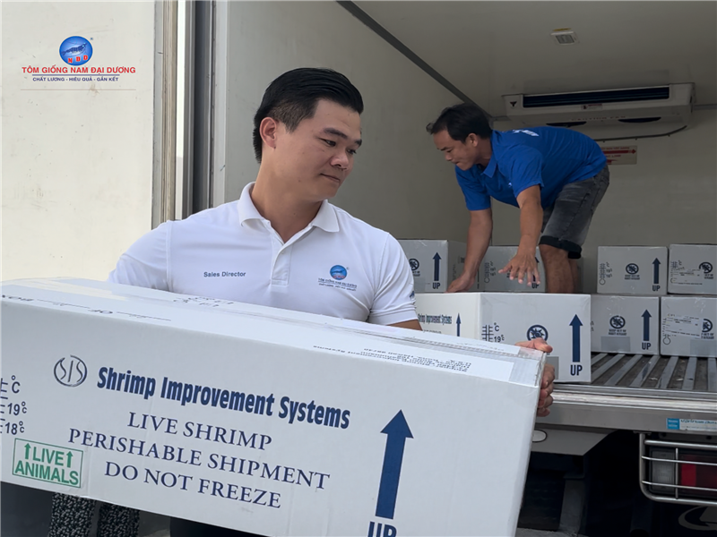 ngày 23/06/2025 Công Ty Sản Xuất Giống Thủy Sản Nam Đại Dương đã tiếp nhận lô Tôm Bố Mẹ SIS – dòng Regular Growth từ Hoa Kỳ