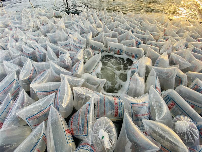 Thời điểm thả tôm giống đạt kết quả tốt